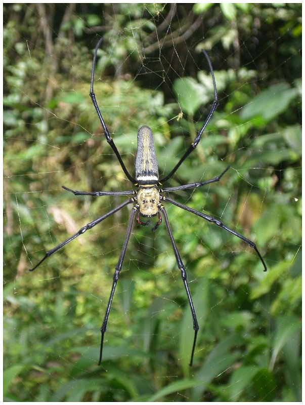 Tiger Spider, Malaysia.JPG